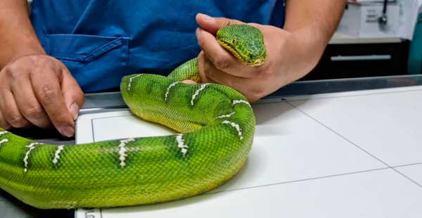 Categoria veterinaria